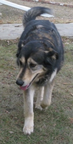 Alaskan Goldenmute walking around the lawn