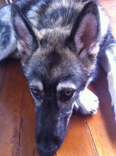 Close up had shot view from above looking down at the dog - A black with tan and white Alusky/German Shepherd mix puppy is laying down on a hardwood floor and looking forward.
