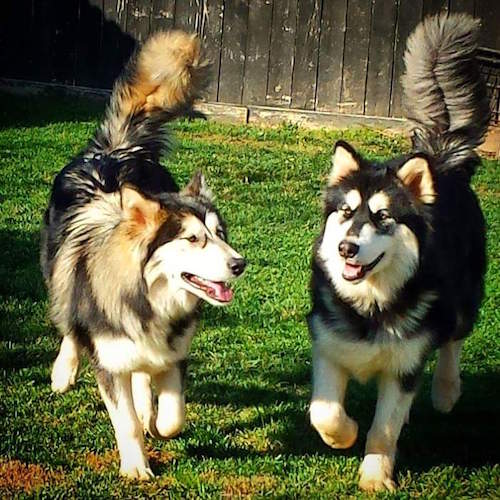 Two Alaskan Shepherds running around a yard