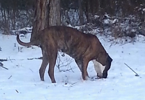 The right side of a brindle with white American Bandogge Mastiff that is sniffing the snow in front of it.