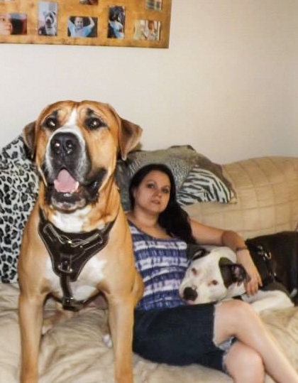 A tan with white American Bandogge Mastiff, that is wearing a leather harness, is sitting on couch with a person and a another dog