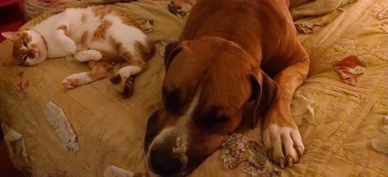 Topdown view of a tan American Bandogge Mastiff that is laying down on a bed next to a cat