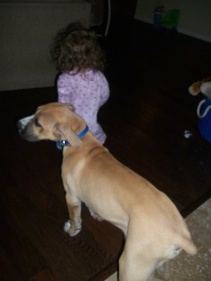 The back left side of a tan with white American Bandogge Mastiff that is walking across a carpet and it is being led by a child