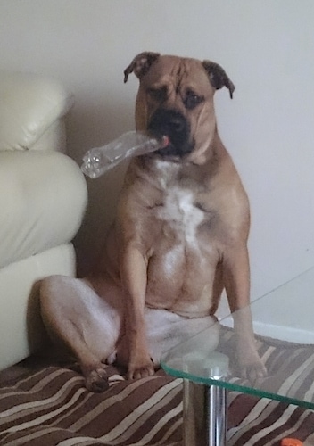 A tan with white American Bull Dogue de Bordeaux that is sitting against a wall and it has a empty bottle in its mouth.