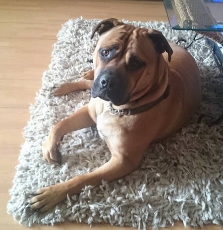 A tan with white American Bull Dogue ge Bordeaux that is laying on a carpet and it is looking forward.