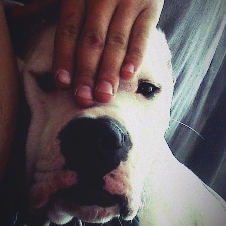 Close up - A white American Bull Staffy is laying against a person and the person has its hand on the forehead of a person.