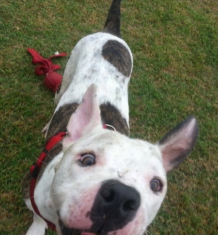 Close up - Topdown view of an American Bull Staffy that is jumping up at a person in front of them.