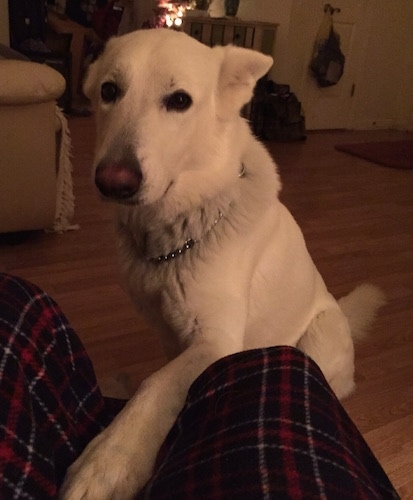 An American White Shepherd is sitting in front of a recliner with its left paw up on the recliner in between a persons legs