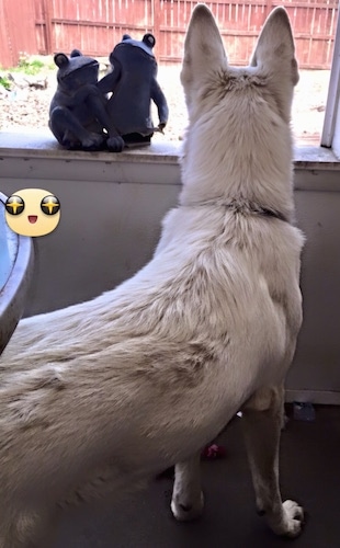 The back of an American White Shepherd that is standing in front of a window with frog decorations on the window sill. The Shepherd is looking out of the window.