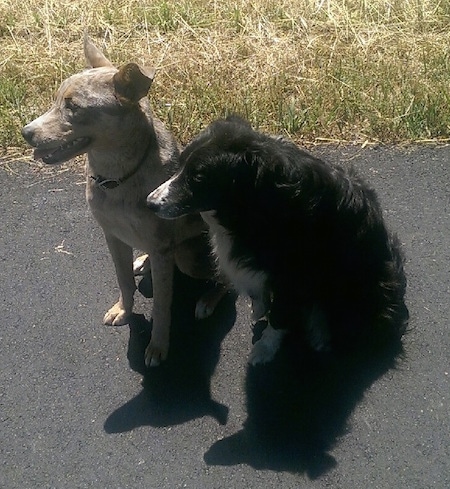 An Aussie Siberian dog is sitting next to a black with white Border Collie on a blacktop surface