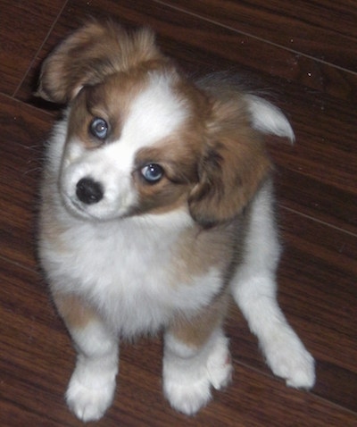 Topdown view of a brown and white Austi-Pap that is sitting on hardwood floor, its head is tilted to the left and it is looking up.