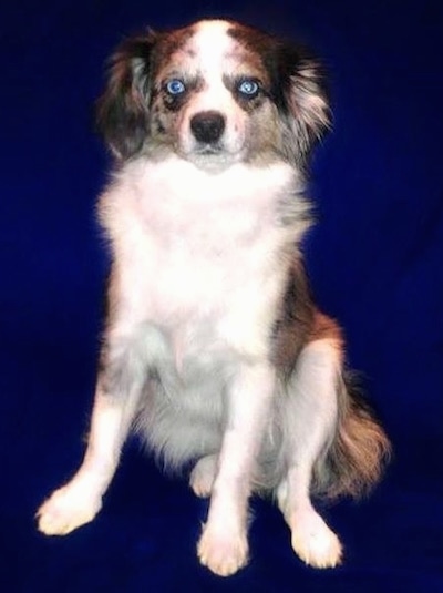 A Blue-eyed Austi-Pap is sitting on a blue tarp and it is looking forward.