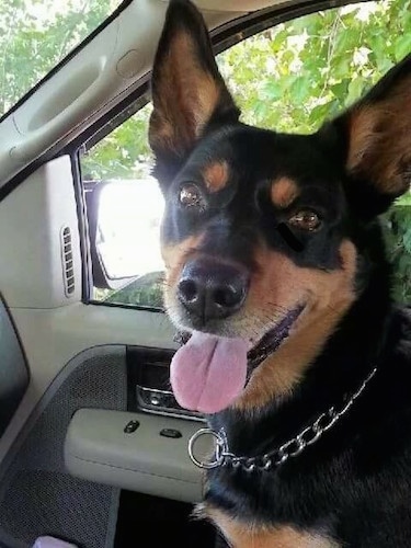 A black with brown Australian Kelpie is sitting in the passenger seat of a car with its mouth open and tongue out. It is looking forward.