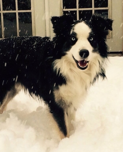 Kai black and white the Australian Shepherd with its mouth open standing in the snow with snow falling on his coat