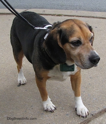 Leo the Bagle Hound standing outside on the sidewalk