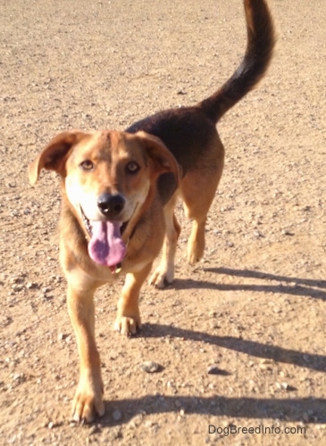 A brown and black Basset Shepherd is walking on dirt with its mouth open and tongue out.