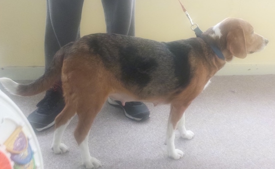 The right side of a black, brown and white Beaski that is standing across a carpet and there is a person standing behind it.