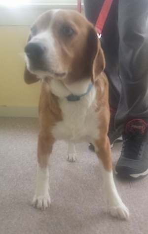 A tri-color Beaski is standing on a carpet, it is looking to the left and there is a person standing to the right of it.