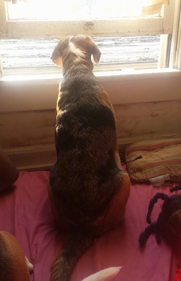 The back of a black, brown and white Beaski that is sitting on a bed and it is looking out of a window