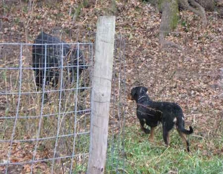 Abbee the Beauceron staring at a cow with her paw in the air