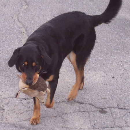 Pony the Beauceron with a plush hedghog toy in her mouth