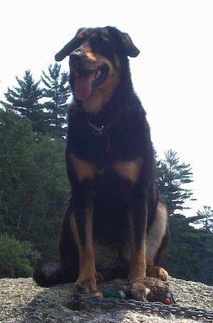 Pony the Beauceron sitting on a rock top with its mouth open and tongue out with a plush toy in front of her