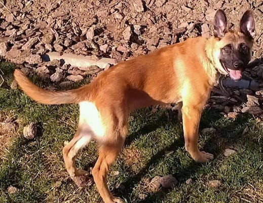 Loba the Belgian Malinois puppy standing outside in grass next to a mulched dirt hill
