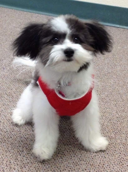 A black and white Bichon-A-Ranian is wearing a red harness, it is standing on a carpet and it is looking forward.