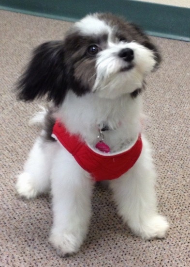The front right side of a black and white Bichon-A-Ranian that is wearing a red harness, it is standing across a carpet, it is looking up and to the right