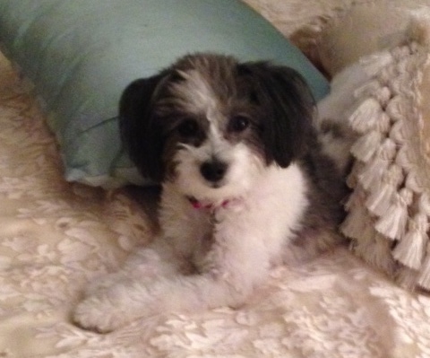 The front left side of a black and white Bichon-A-Ranian that is laying on a bed under a bunch of pillows and it is looking forward.