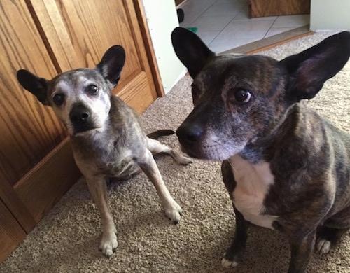 Two Bo-Dach dogs are sitting on a carpet.