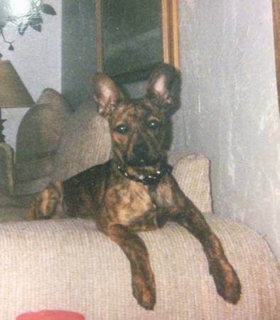 The right side of a brown brindle Bo-Dach that is laying across the arm of a couch.