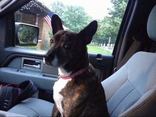 The left side of a brown brindle with white Bo-Dach that is sitting in the passenger seat of a car and it is looking forward.