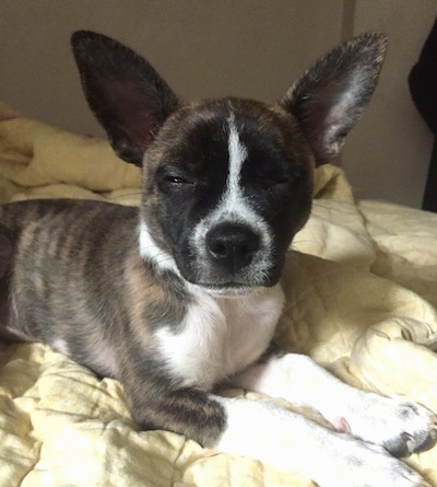 Close up - A brindle with white Boston Huahua puppy is sitting in the arms of a boy.