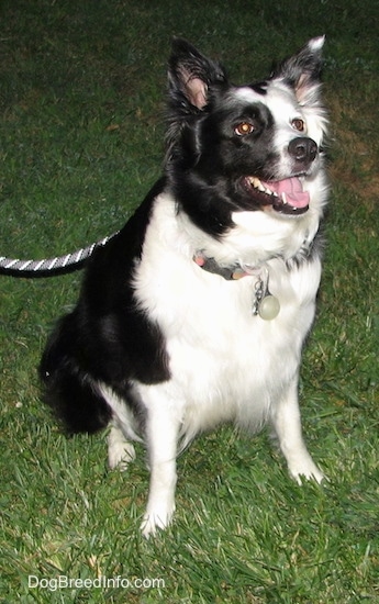 Zoey the Border Collie sitting outside with its mouth open