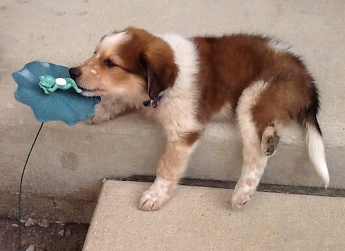 A small red with white Labrador/Border Collie mix puppy is standing on a stone step leaning forward and a biting a plastic frog on a lily pad ornament. 