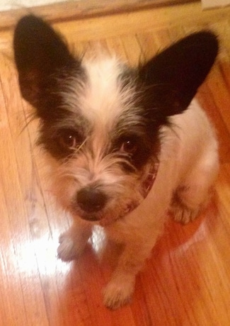 Topdown view of the front left side of a white with black Bostie that is sitting on a hardwood floor and it is looking up.