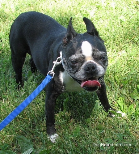 Molly the Boston Terrier standing on grass with its mouth open and tongue out