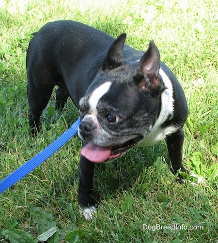Molly the Boston Terrier outside on grass looking to the right
