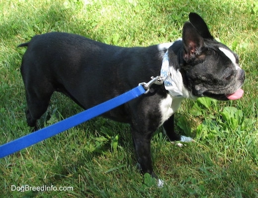 Molly the Boston Terrier looking to the left with its mouth open and tongue out