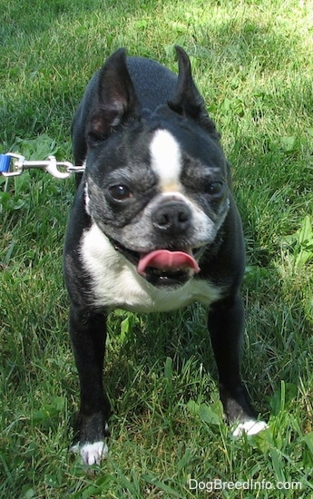 Molly the Boston Terrier looking at the camera holder with her tongue curled out