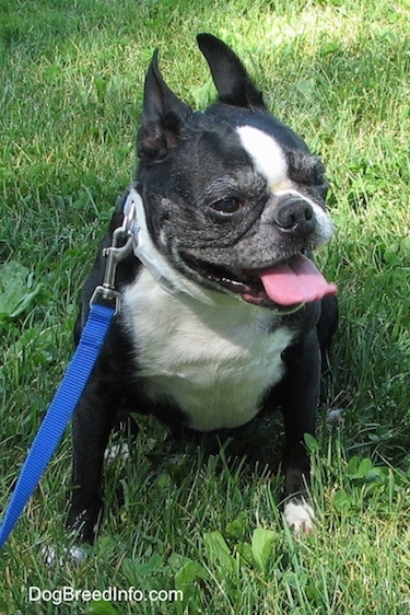 Molly the Boston Terrier sitting outside with her mouth open and tongue out