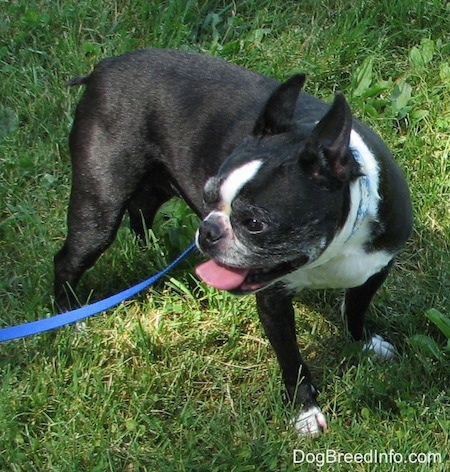 Molly the Boston Terrier standing outside in grass looking back to the right with her mouth open and tongue out
