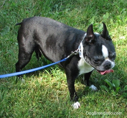 Molly the Boston Terrier standing outside in grass looking into the distance