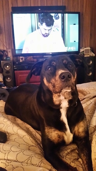 Harley the Boxador laying on a bed with a flat screen TV playing in the background