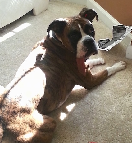 Stoney the Boxer laying on carpet with a piece of paper in front of him and he is looking back at the camera holder
