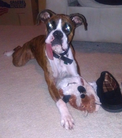 Stoney the Boxer laying on carpet with a plush squirrel toy and a slipper in front of him and his super long tongue is hanging way out to the left side
