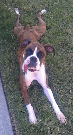 Stoney the Boxer laying in grass and looking up at the camera holder with a long tongue hanging out of his mouth to the left