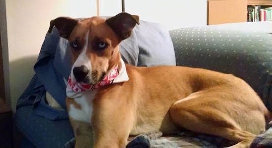 The left side of a red with white Boxsky that is leaning against a pillow, on a couch.