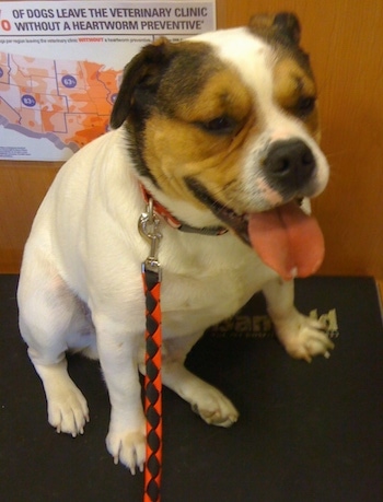 Mugsy the Bull Jack sitting in a veterinary clinic with its mouth open and tongue out